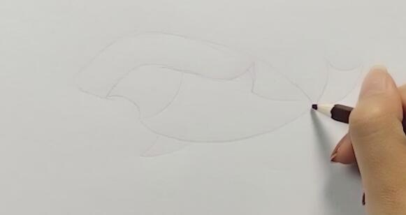 1、先用鉛筆勾畫出鯊魚的形狀。畫出鯊魚的頭部和身體。留出嘴巴位置。.jpg