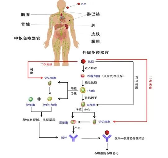 黃鶴樓動(dòng)漫 黃鶴樓動(dòng)漫