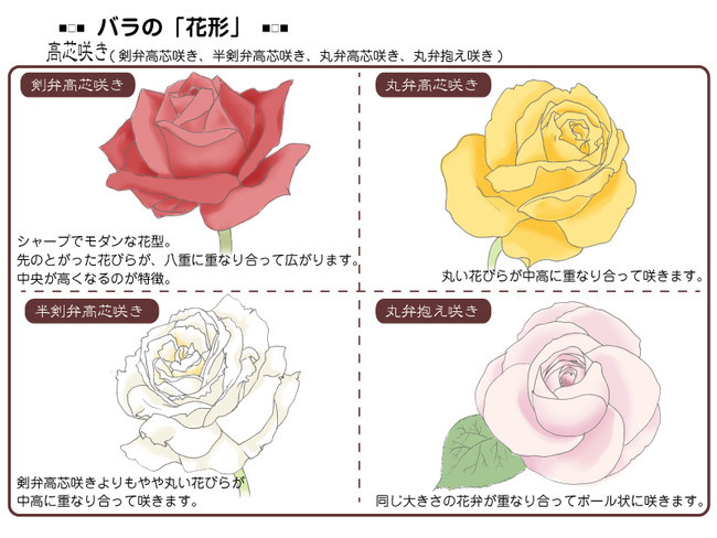 各種花的簡單畫法，一步一步教你畫鮮花