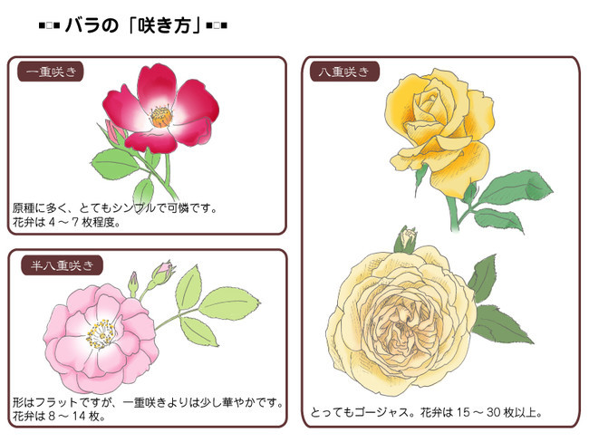 各種花的簡單畫法，一步一步教你畫鮮花