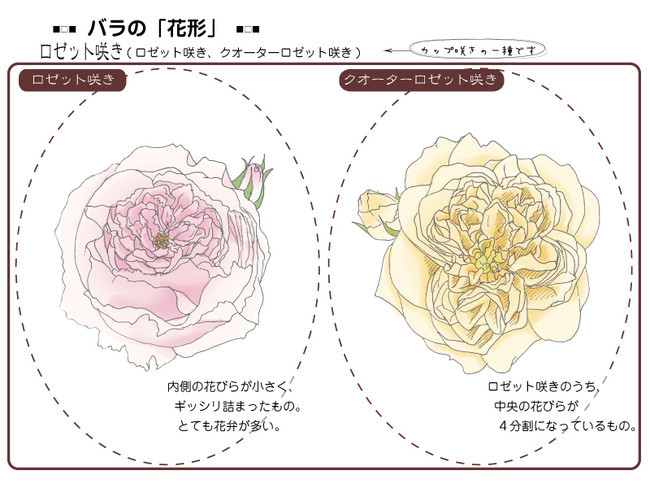 各種花的簡單畫法，一步一步教你畫鮮花