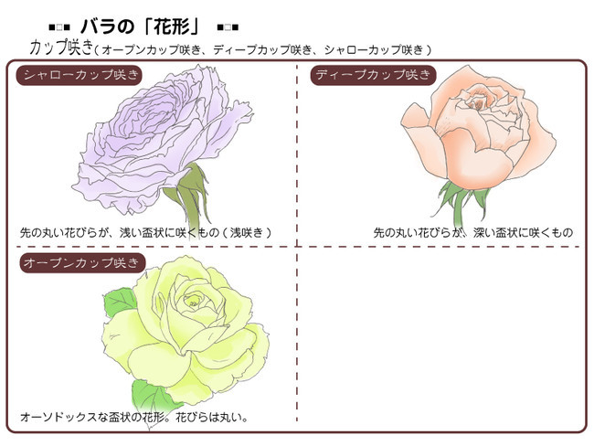 各種花的簡單畫法，一步一步教你畫鮮花