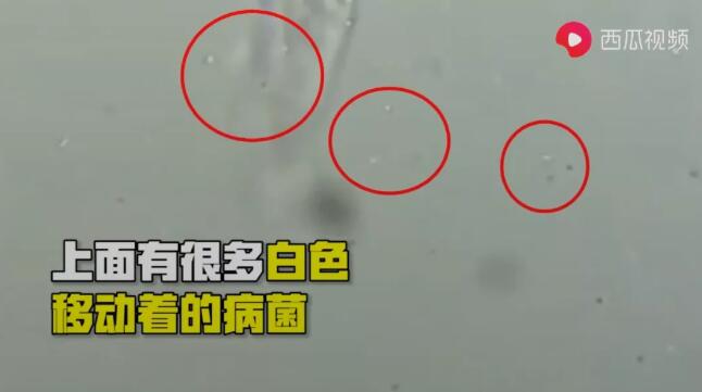 再接著放大到2000倍，可以看到正在口罩上面移動(dòng)的細(xì)菌。.jpg