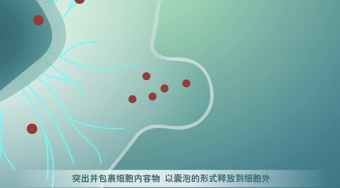 Flash動畫制作《細胞囊泡生物治療》醫(yī)學動漫宣傳片囊細胞分裂.jpg Flash動畫制作《細胞囊泡生物治療》醫(yī)學動漫宣傳片囊細胞分裂.jpg