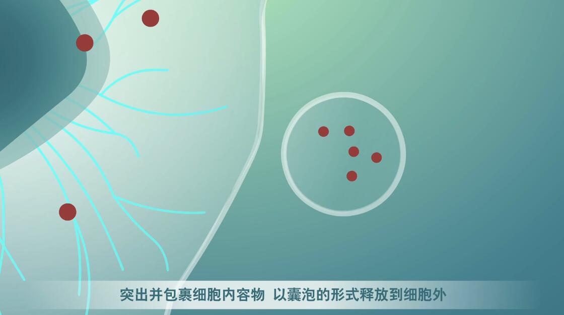 Flash動畫制作《細胞囊泡生物治療》醫(yī)學動漫宣傳片細胞分裂.jpg Flash動畫制作《細胞囊泡生物治療》醫(yī)學動漫宣傳片細胞分裂.jpg