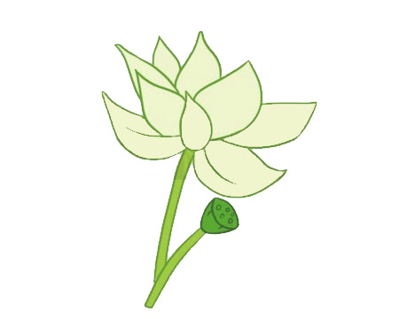 荷花簡(jiǎn)筆畫圖片大全作品二