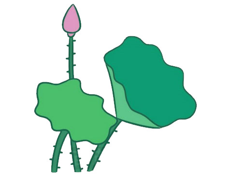荷花簡(jiǎn)筆畫圖片大全作品五
