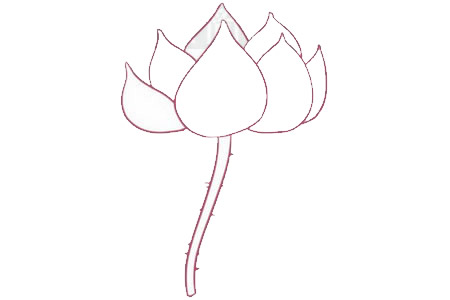 荷花簡(jiǎn)筆畫圖片步驟三