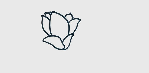 玉蘭花簡(jiǎn)筆畫圖片