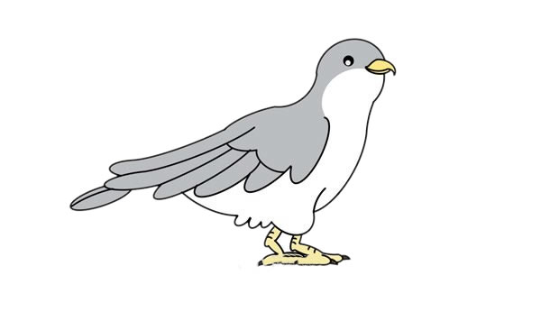 杜鵑鳥(niǎo)簡(jiǎn)筆畫(huà) 杜鵑鳥(niǎo)簡(jiǎn)筆畫(huà)畫(huà)法步驟圖片