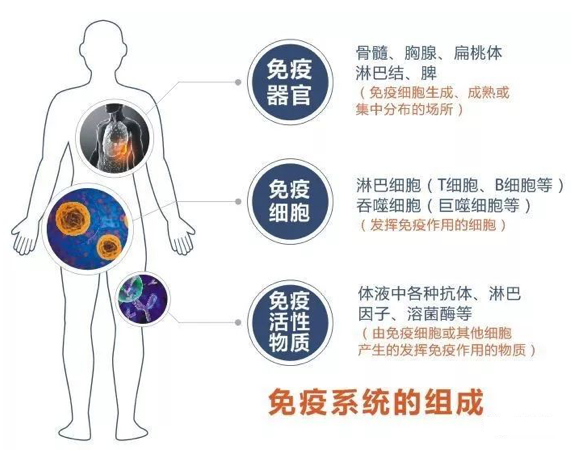 吃什么可以提高免疫力？