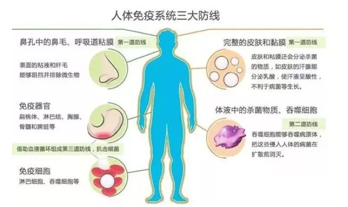 吃什么可以提高免疫力？