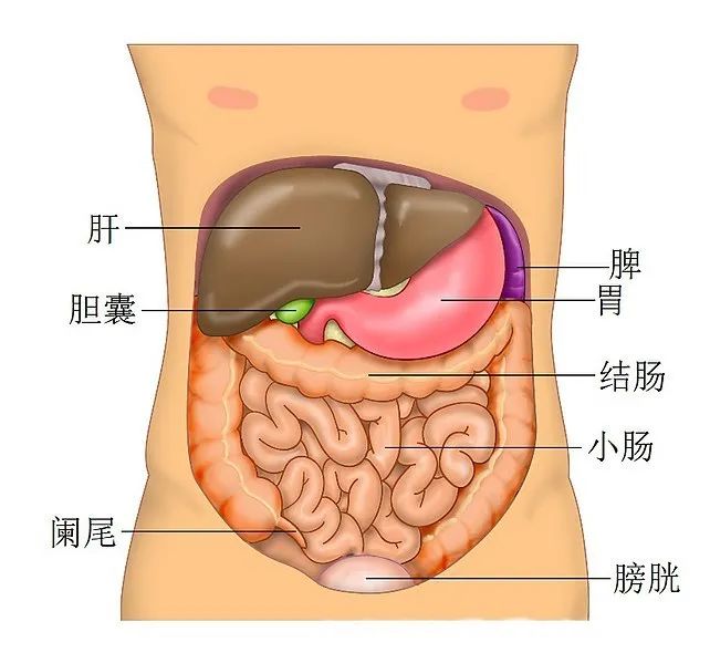 新冠病毒疫情中的救命神器“人工肝”，是怎樣煉成的？