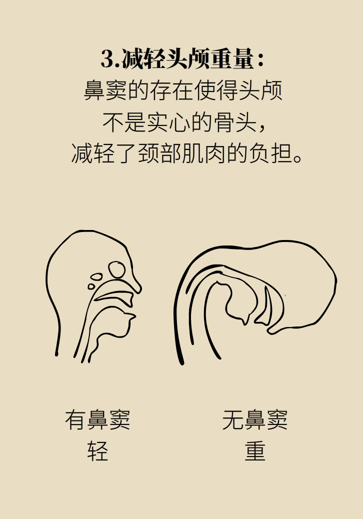 為什么鼻竇發(fā)炎，疼的卻是頭、眼和牙？