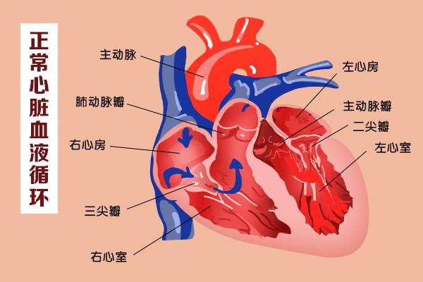 心臟科普動漫制作 這幾扇“門”,決定了血液的流向