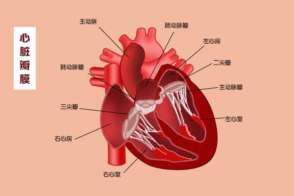 心臟科普動漫制作 這幾扇“門”,決定了血液的流向