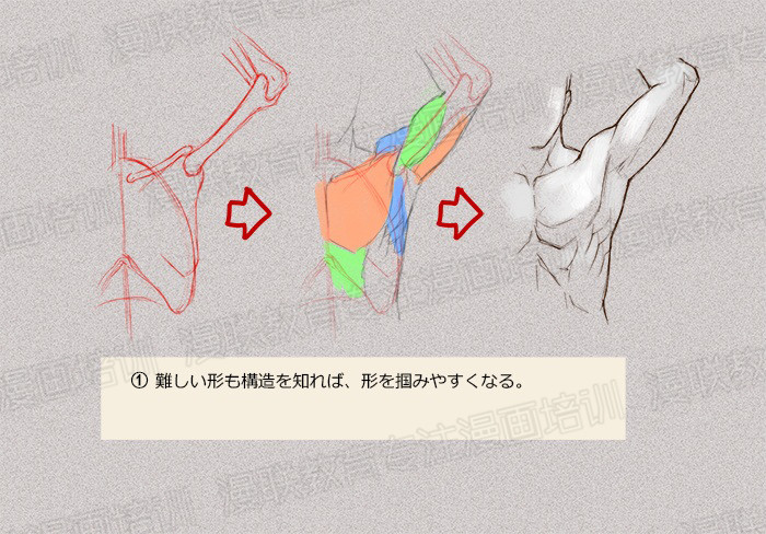 零基礎學繪畫教程！如何正確掌握繪畫人體結構？