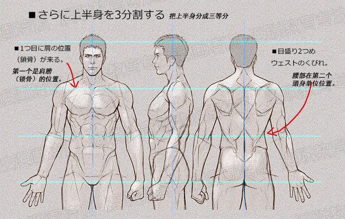 零基礎學繪畫教程！如何正確掌握繪畫人體結構？