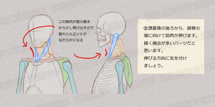 零基礎學繪畫教程！如何正確掌握繪畫人體結構？