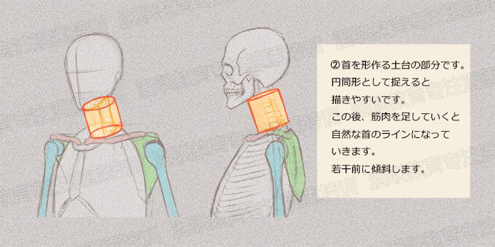 零基礎學繪畫教程！如何正確掌握繪畫人體結構？