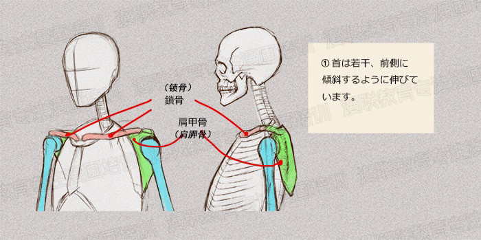 零基礎學繪畫教程！如何正確掌握繪畫人體結構？