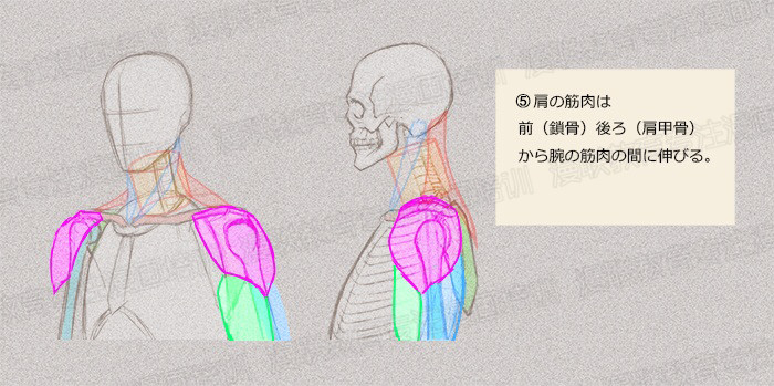 零基礎學繪畫教程！如何正確掌握繪畫人體結構？