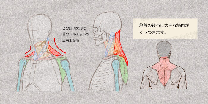 零基礎學繪畫教程！如何正確掌握繪畫人體結構？