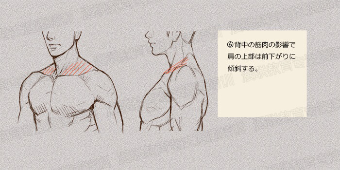 零基礎學繪畫教程！如何正確掌握繪畫人體結構？