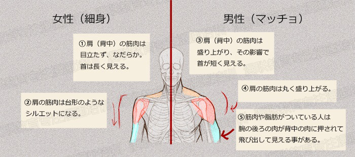 零基礎學繪畫教程！如何正確掌握繪畫人體結構？