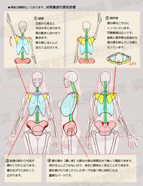 零基礎學繪畫教程！如何正確掌握繪畫人體結構？