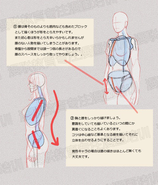 零基礎學繪畫教程！如何正確掌握繪畫人體結構？
