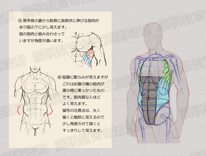 零基礎學繪畫教程！如何正確掌握繪畫人體結構？