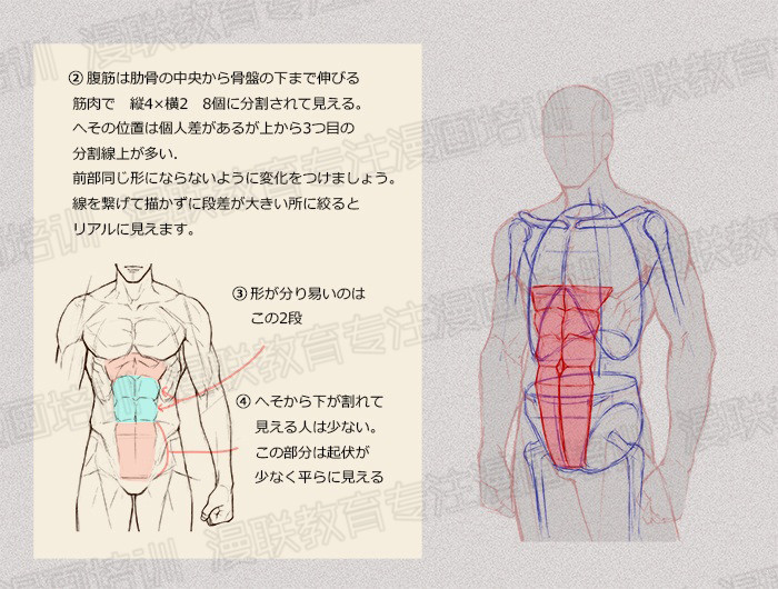 零基礎學繪畫教程！如何正確掌握繪畫人體結構？