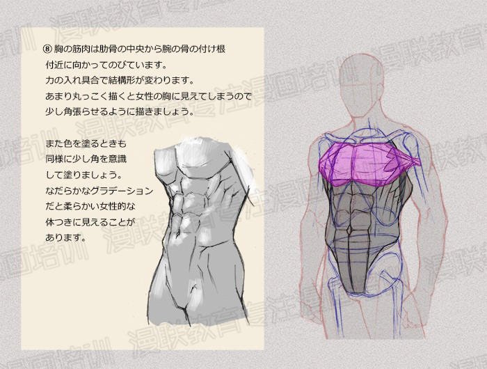 零基礎學繪畫教程！如何正確掌握繪畫人體結構？