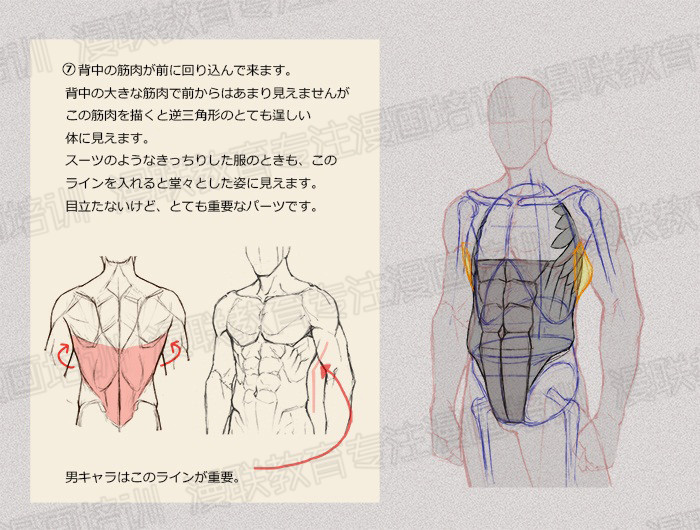 零基礎學繪畫教程！如何正確掌握繪畫人體結構？