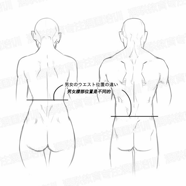「教程」如何正確掌握人體結(jié)構(gòu) part 01 男女背部的區(qū)別畫法 「教程」如何正確掌握人體結(jié)構(gòu) part 01 男女背部的區(qū)別畫法
