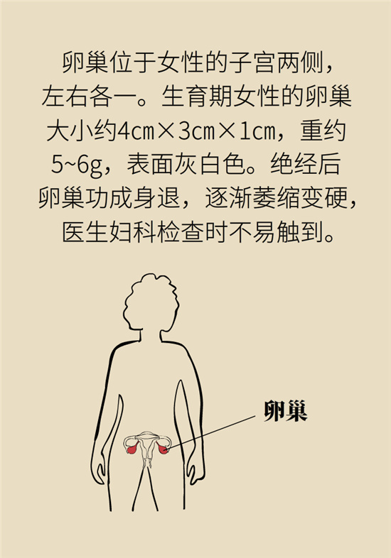 卵巢囊腫科普動漫：卵巢囊腫是腫瘤嗎？要學(xué)會這樣區(qū)分