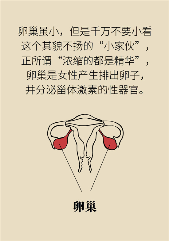 卵巢囊腫科普動漫：卵巢囊腫是腫瘤嗎？要學(xué)會這樣區(qū)分