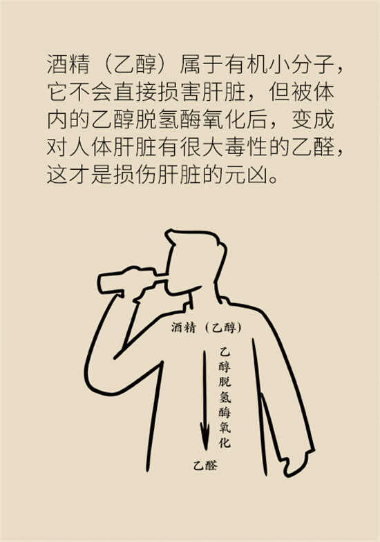 喝酒之后會傷肝？這個因素很重要