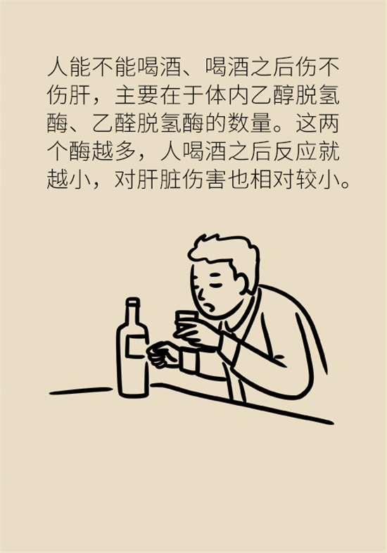 喝酒之后會傷肝？這個因素很重要