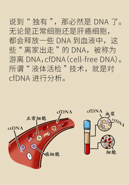 論發(fā)現(xiàn)早期肝癌的本事，cfDNA比AFP更精準(zhǔn)，比影像學(xué)更早一步