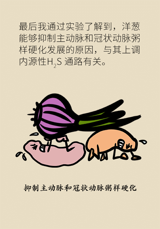 洋蔥可以預(yù)防動(dòng)脈硬化，是真的嗎？