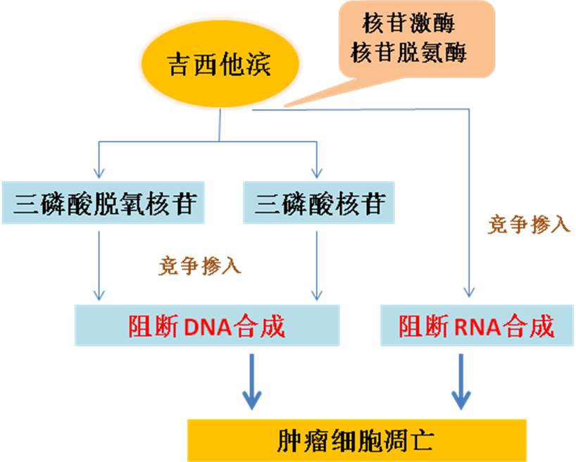 同樣的藥，為什么對他有效卻對你沒效果，可能得問腸道菌群