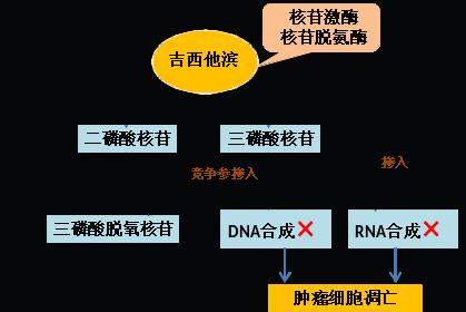同樣的藥，為什么對他有效卻對你沒效果，可能得問腸道菌群