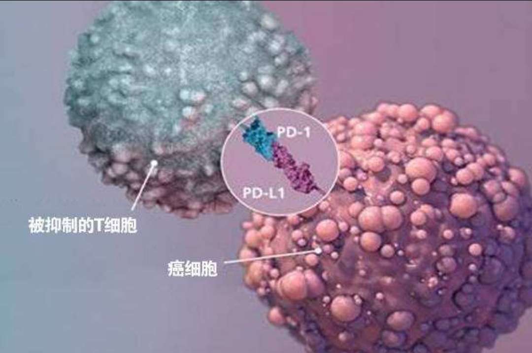 同樣的藥，為什么對他有效卻對你沒效果，可能得問腸道菌群