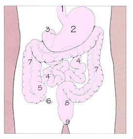 消化道示意圖，1.食道 2.胃 3.十二指腸 4.小腸 5.盲腸 6.闌尾 7.大腸 8.直腸 9.肛門
