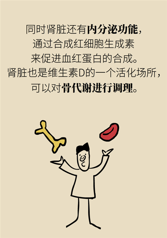 經(jīng)常憋尿會得急性腎炎？