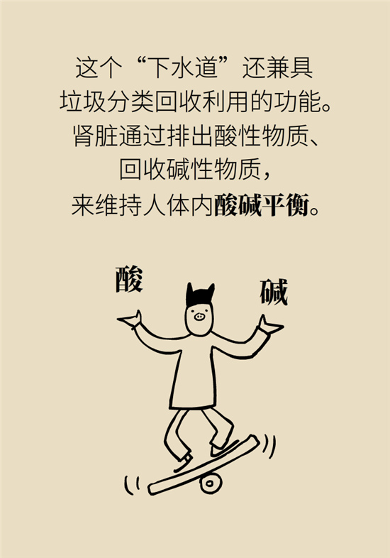 經(jīng)常憋尿會得急性腎炎？