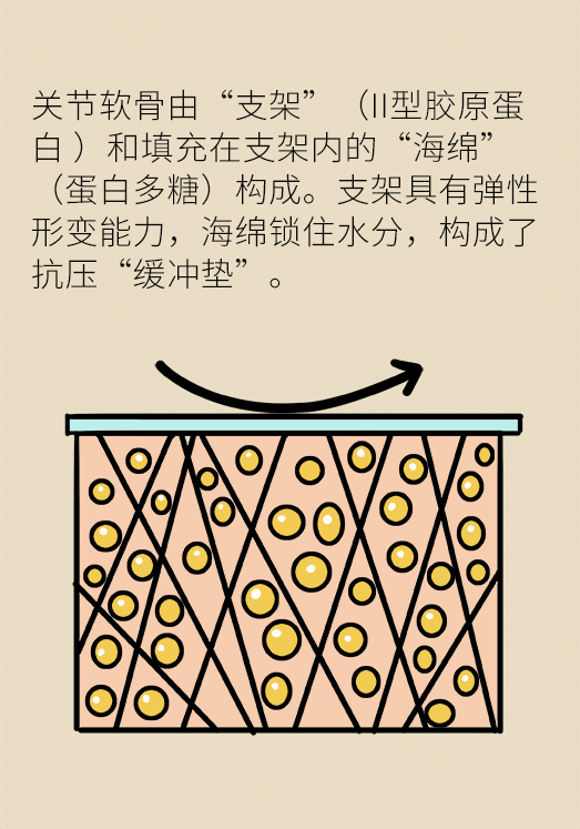 人老關(guān)節(jié)也會老嗎？
