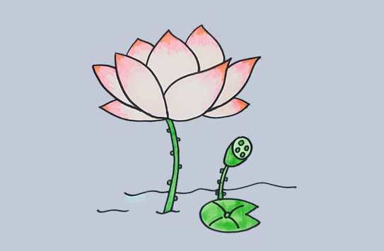 荷花怎么畫？
